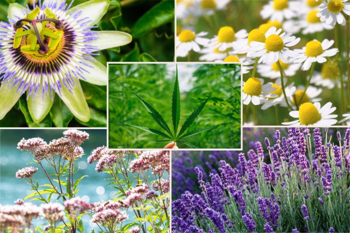 Les 5 meilleures plantes pour un sommeil profond et réparateur